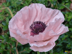 Des images de diff�rentes plantes